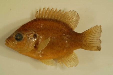 Lepomis microlophus-1
