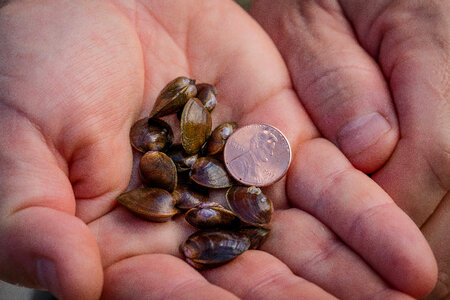 Purple Cat's Paw mussel in biologists hand-1