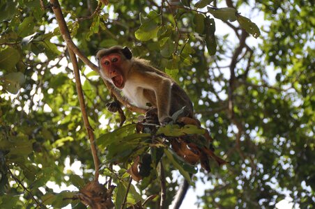 Loud wild primate photo