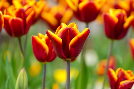 Nature macro background