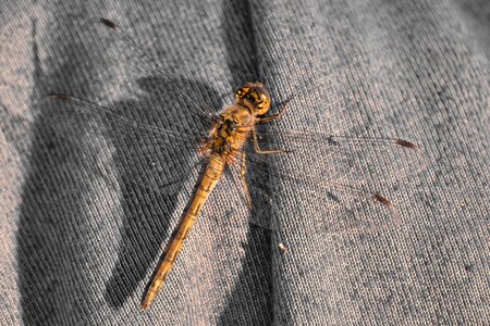 Details dragonfly light brown