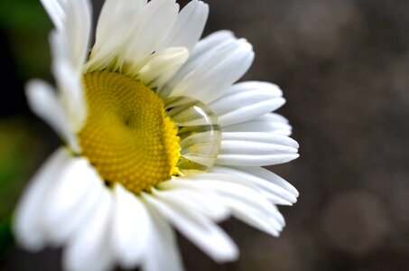 Daisy dew drop