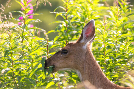 Sitka black-tailed deer-5 photo