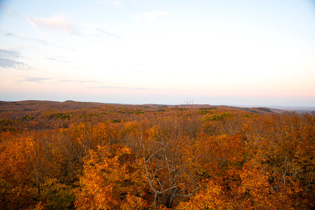 Autumn trees and Forest during twilight photo