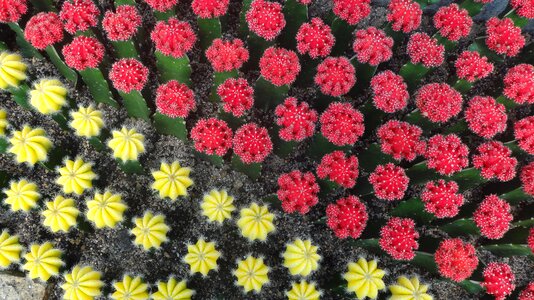 Desert red yellow