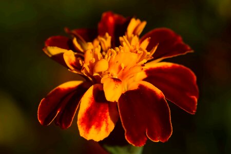 Beautiful Flowers beautiful photo blooming