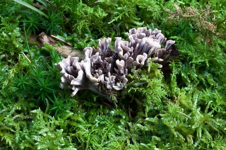 Clavaria cristata mushroom white