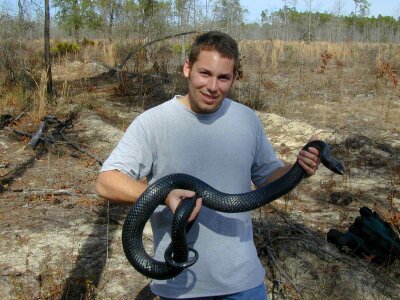 Biologist Drymarchon couperi indigo