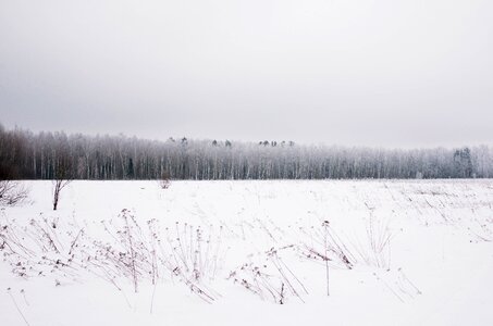 Winter woods photo
