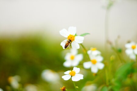 Bee flowers and plants ecology photo