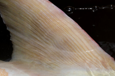 Gulf sturgeon-3