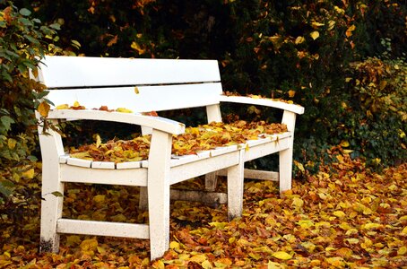 Autumn autumn season bench photo