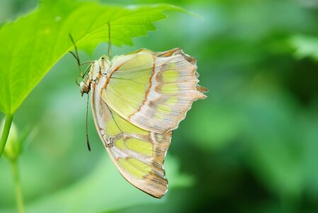 Wildlife bug bright