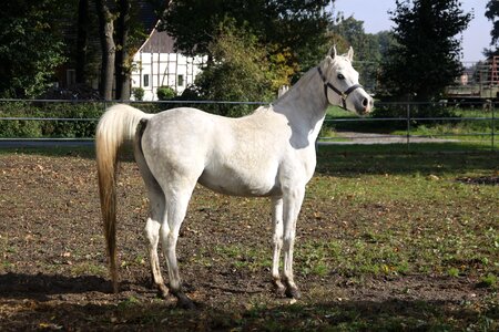 Arabs animal stallion photo