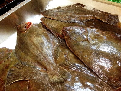 Flounder number 