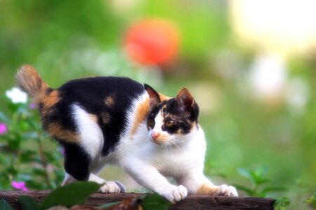 Pet Cat in Garden photo