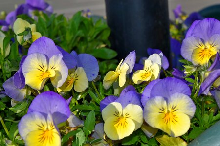 Petunia flora garden photo