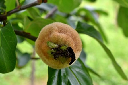 Fruit Tree green leaves orchard