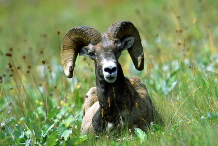 Big Horn sheep photo