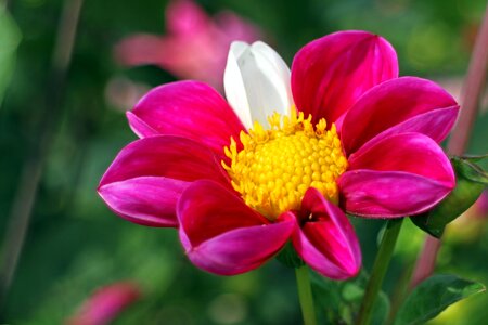 Plant composites flower garden