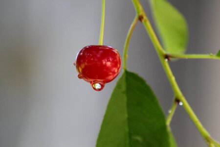 Fruit drop image