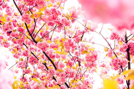Pink flower tree photo