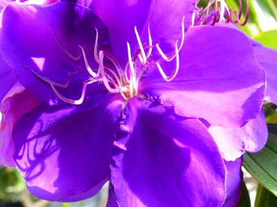 Floral plant natural