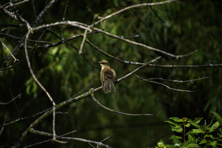 Black-billed Cuckoo - Coccyzus erythropthalmus - sitting on a branch photo