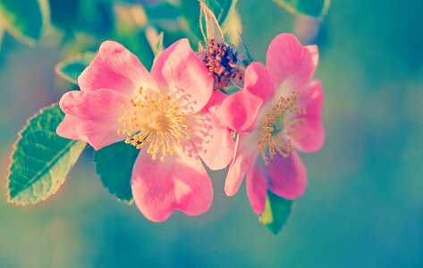 Close up pink blossom