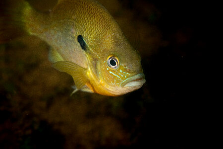  Redbreast sunfish-2