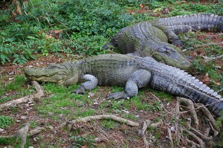 Crocodiles reptile reptiles photo