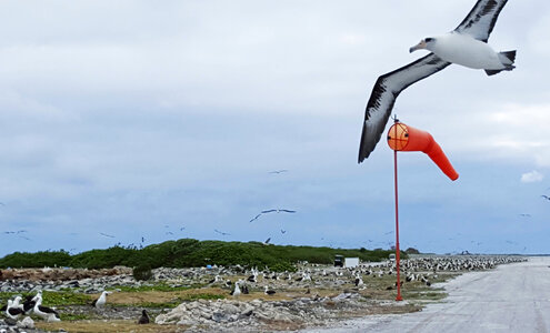 Laysan albatross in flight