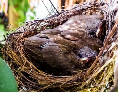 Young birds birds nest