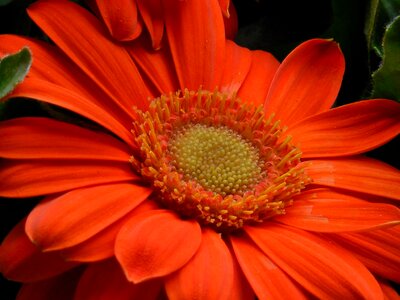 Floral red bouquet
