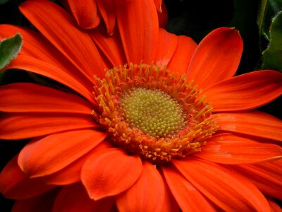 Floral red bouquet photo