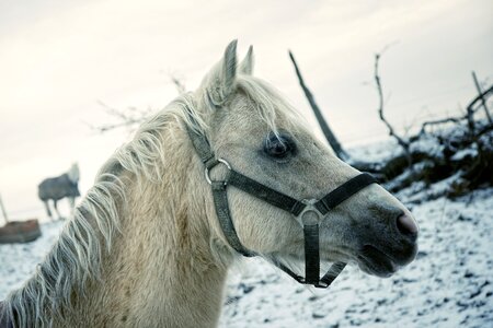 Winter horse head animal photo