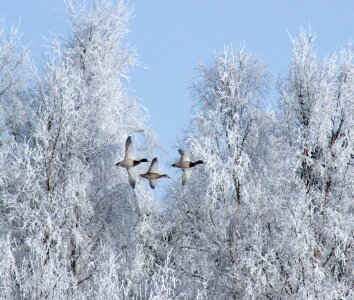 Mallards in flight with hoar frosted trees photo