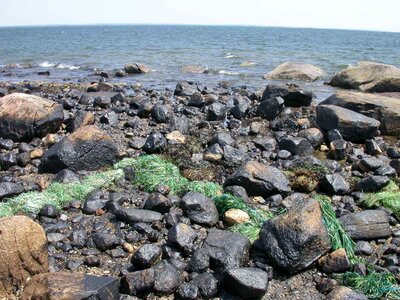 Coast oil 