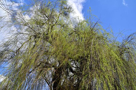 Blue Sky branch branches photo