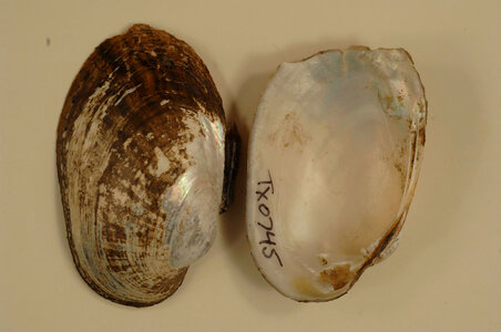 Lampsilis bracteata-4