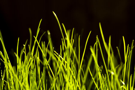 Grass photo