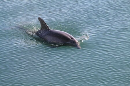Daylight dolphin nature