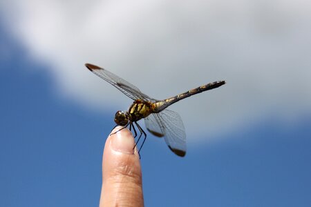 Insect blue summer vacation
