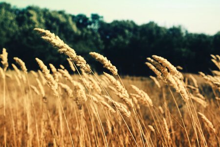 Agriculture countryside dry photo