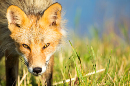Red fox close-up-2 photo