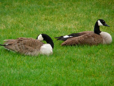 Goose wildlife feathered