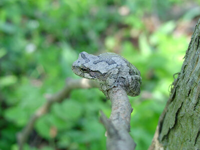 Gray tree frog sitting on branch at Neal Smith National Wildlife Refuge photo