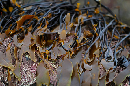 Stiff-stiped kelp