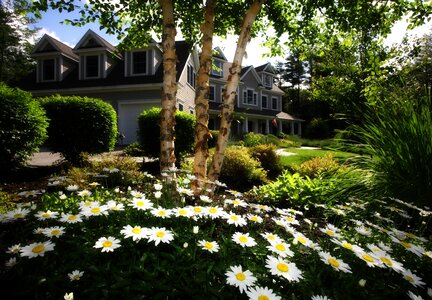 Bloom blossom flower garden