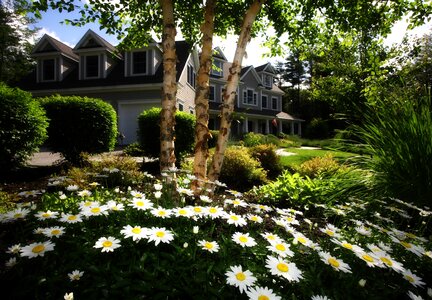 Bloom blossom flower garden photo